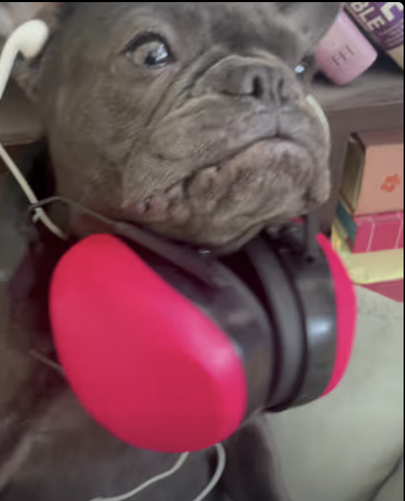 Frenchie Cutest DJ in Town !